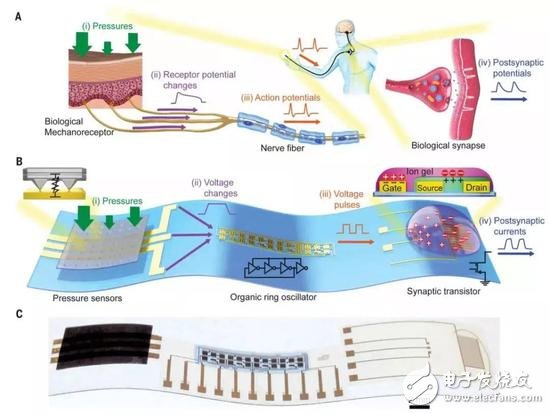人造感觉神经：以类似于生物神经的方式发挥作用，实现“机器触觉”的一大进步