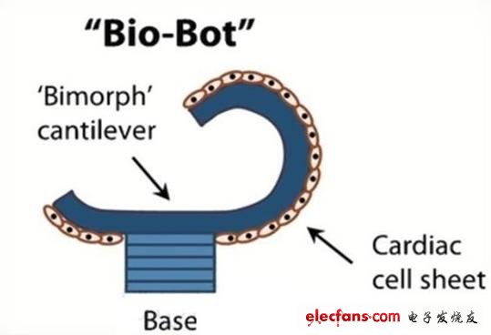 科学家正在研制有心脏细胞构成的“生物机器人”