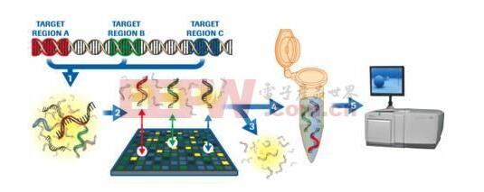 基因芯片的工作原理_基因芯片可以查哪些病